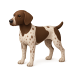 Meets and Rallies dog german shorthaired pointer